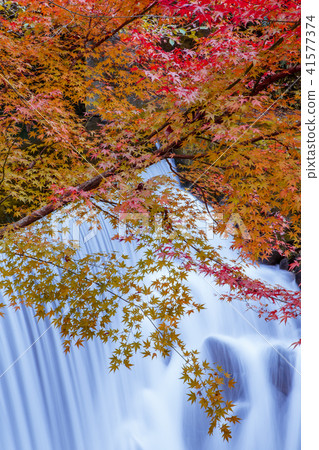Autumn leaves 41577374