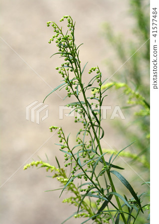 Estragon Estragon 41577484