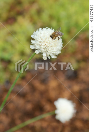 Giant scabious Giant scabious 41577485