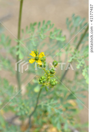 Common rue Common rue 41577487
