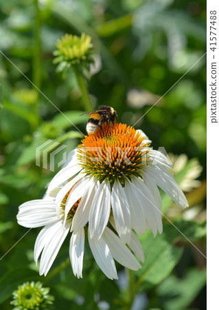 White coneflower White coneflower 41577488