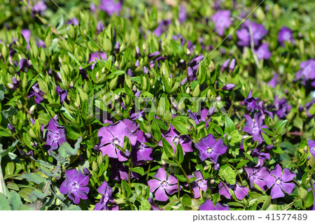 Common periwinkle Common periwinkle 41577489