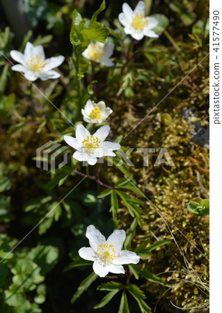 White Christmas rose 41577490