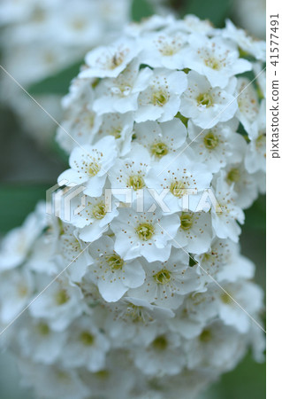 Reeves Spirea Reeves Spirea 41577491