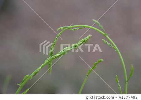 Wild asparagus Wild asparagus 41577492