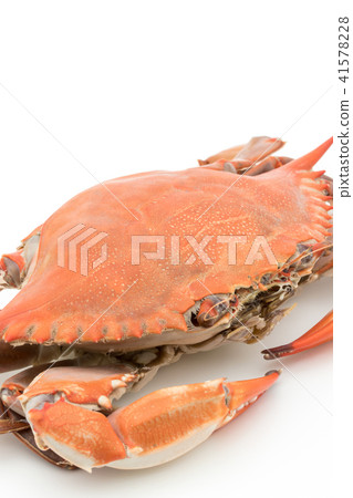 Boiled green crab (♀): cooked blue crab (female) Boiled green crab (♀): cooked blue crab (female) 41578228