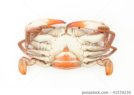Boiled green crab (♀): cooked blue crab (female) Boiled green crab (♀): cooked blue crab (female) 41578230