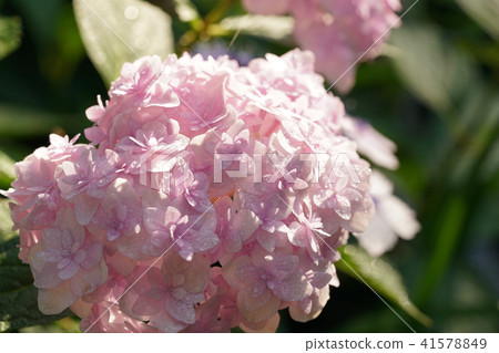 Hydrangea · Handy type Hydrangea · Handy type 41578849