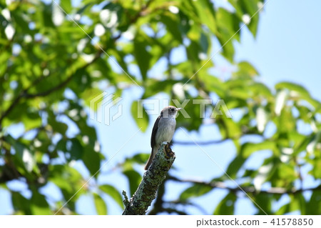 Kosamebitaki cherry tree Kosamebitaki cherry tree 41578850