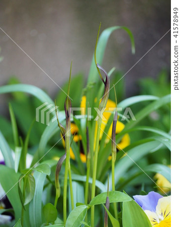 烏鴉 烏鴉 41578949