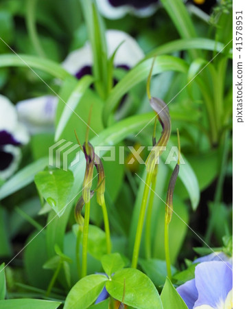 烏鴉 烏鴉 41578951