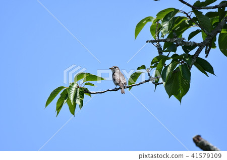 Kosamebitaki櫻桃樹 41579109