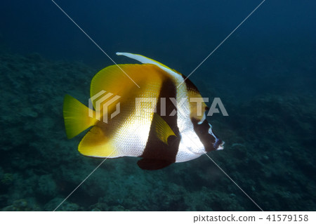 Oni hatatadai 41579158