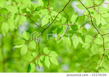 Zelkova young leaves and giant leafhopper 41579199