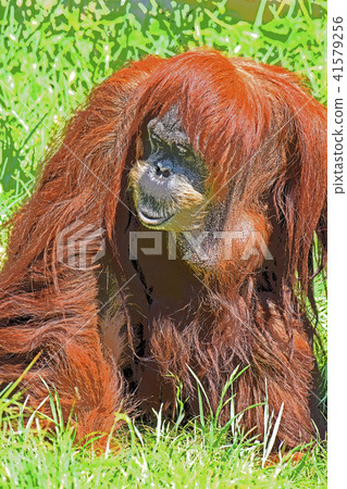 猩猩 41579256