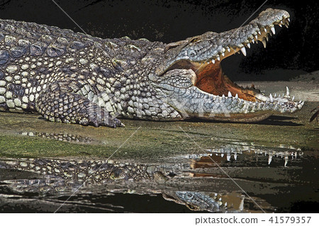 Nile crocodile Nile crocodile 41579357