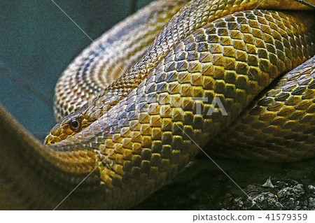 A snake 41579359
