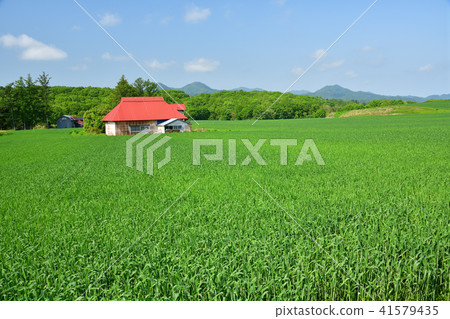 Photographed the early summer scenery of wheat fields and a red-roofed work shed in the Uzura area of Atsutabe-cho, Hokkaido. 41579435