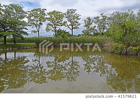 綠色公園 綠色公園 41579621