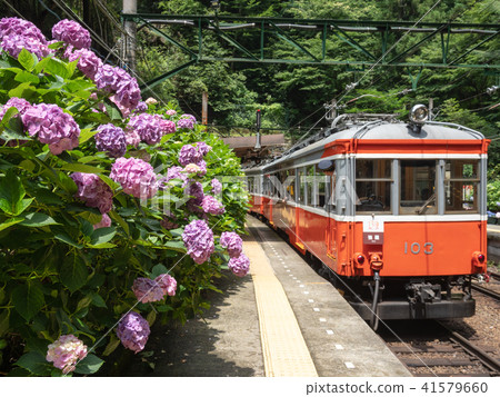 箱根登山電車塔之澤站和繡球花 箱根登山電車塔之澤站和繡球花 41579660