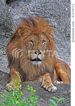 獅子 41579711
