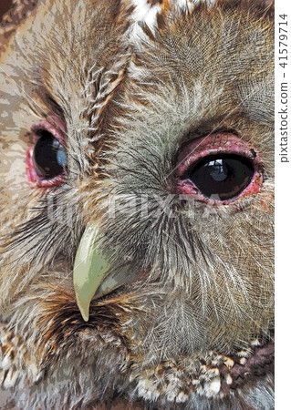 貓頭鷹   41579714