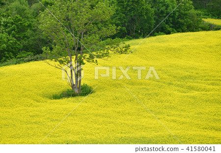 拍攝北海道蘭越町油菜花盛開的景色 41580041