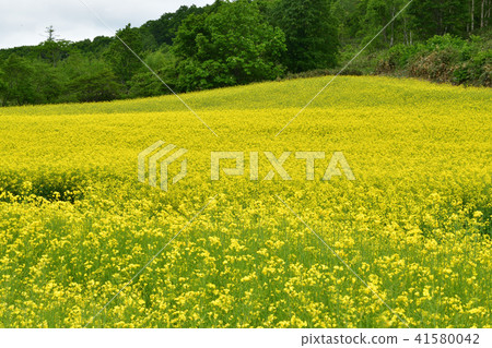 拍攝北海道蘭越町油菜花盛開的景色 41580042