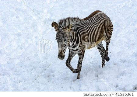 Zebra's walking in the snow Zebra's walking in the snow 41580361