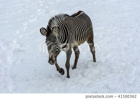 Zebra's walking in the snow Zebra's walking in the snow 41580362