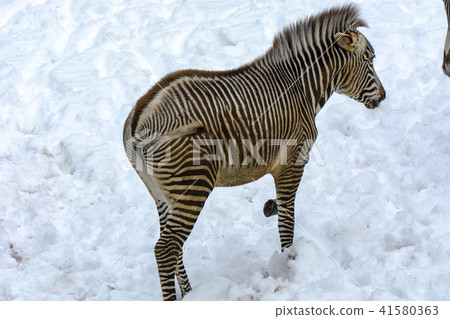 Zebra's walking in the snow Zebra's walking in the snow 41580363