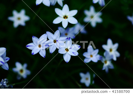 Hananilla白花 41580700