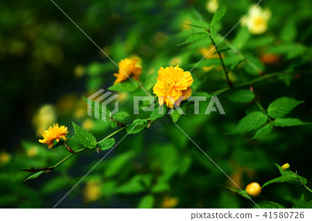 Yamabuki雙花 41580726