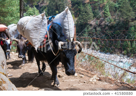 yak and buffalo carry baggage and appliances  41580880