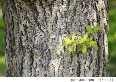 Grosseserrata Grosseserrata 41580951