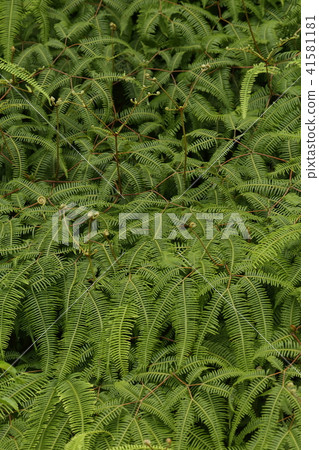 Natural Plants - Fern, the stems of which split into two and branch out over and over, covering the ground. When grown on a slope, it creates a natural green wall. Natural Plants - Fern, the stems of which split into two and branch out over and over, covering the ground. When grown on a slope, it creates a natural green wall. 41581181