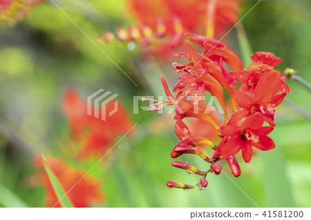 Crocosmia flowers Crocosmia flowers 41581200