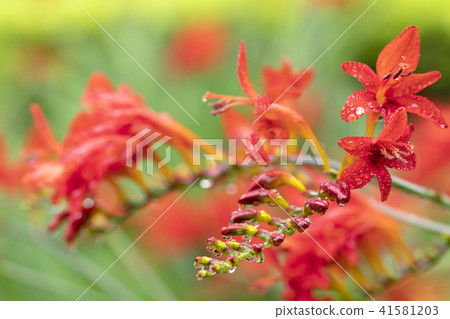 Crocosmia flowers 41581203