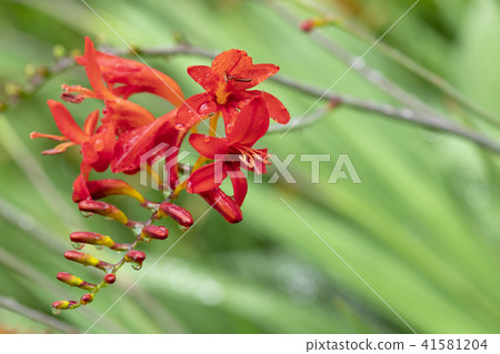 Crocosmia flowers 41581204