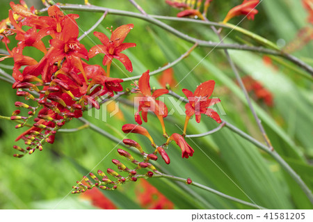 Crocosmia flowers 41581205