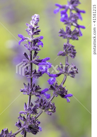 薰衣草鼠尾草 41581215