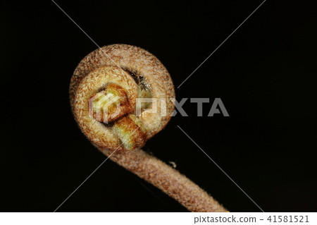 Nature Plants Fern, young fern in its spring form. There is a node in the middle of the whorl. Will it branch out from here? Nature Plants Fern, young fern in its spring form. There is a node in the middle of the whorl. Will it branch out from here? 41581521
