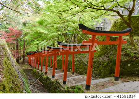 出石城遺址、城堡之丘、稻荷參道、紅色鳥居 出石城遺址、城堡之丘、稻荷參道、紅色鳥居 41581834
