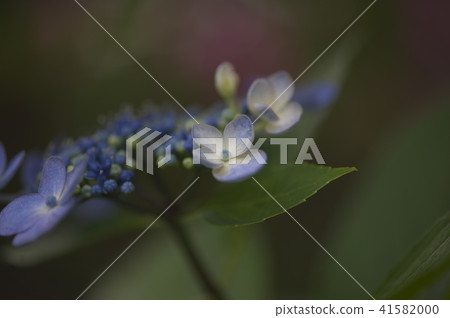 八仙花屬特寫鏡頭 八仙花屬特寫鏡頭 41582000