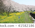 吉見町櫻花堤公園② 41582186