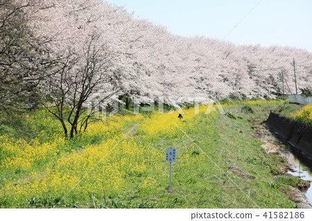 吉見町櫻花堤公園② 41582186