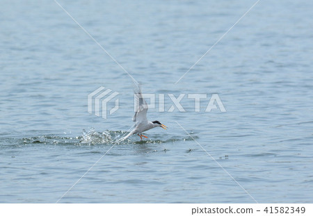 Water and Little Tern⑩ 41582349