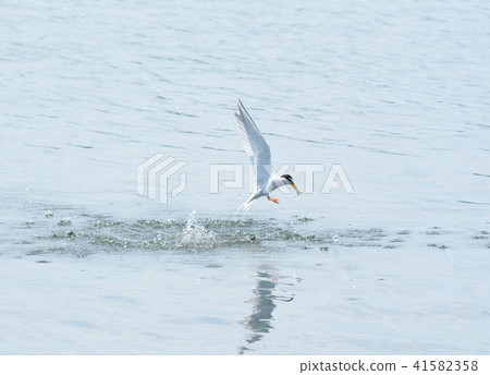 Water and Little Tern⑩ Water and Little Tern⑩ 41582358