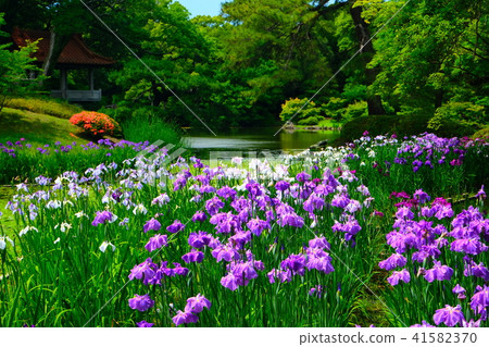 Iris flowers at the southern lake of Ritsurin Garden 41582370