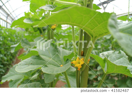 Mini Melon Tappet Mini Melon Tappet 41582487